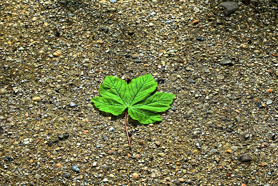nature, leaf, foliage, vein, fallen leaf, spring leaf, green HD wallpaper