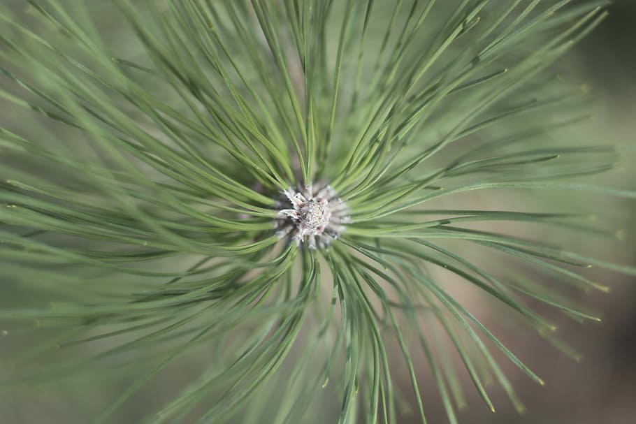 Pine, Green, Needles, green color, full frame, no people, nature HD wallpaper