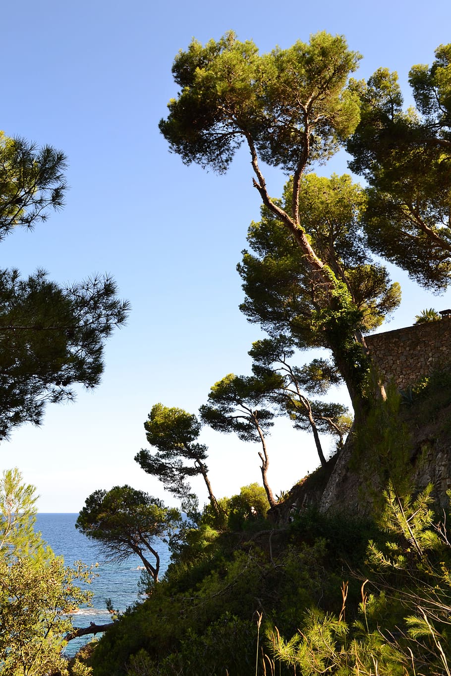 maritime pine, sea, side, mediterranean, spain, seaside, nature HD wallpaper
