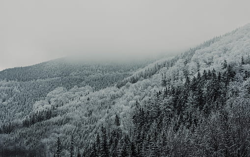 grayscale photography of forest, snow cover trees during gray cloudy sky HD wallpaper