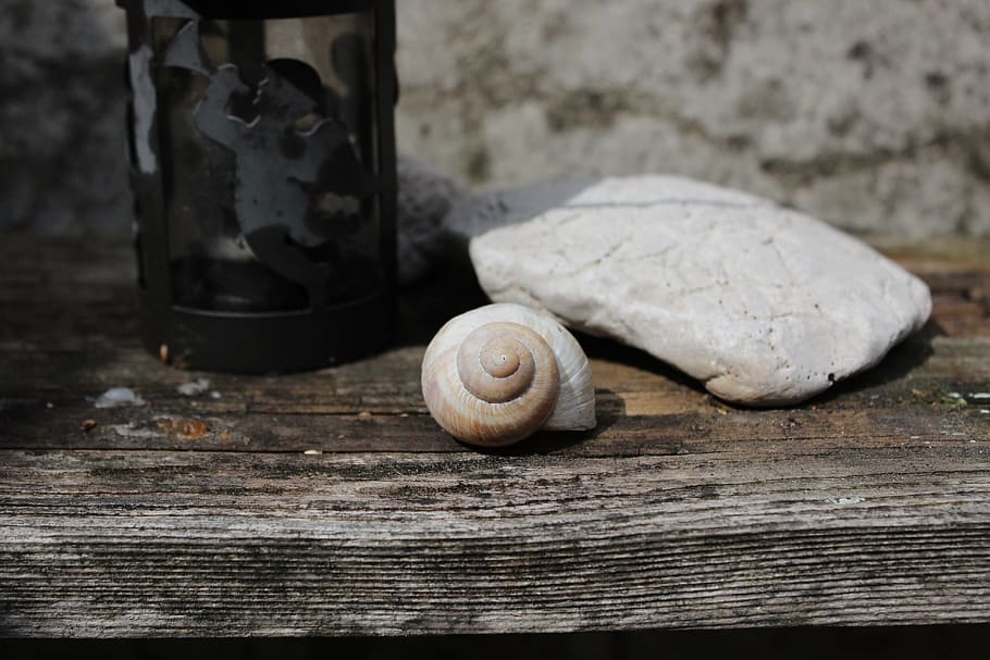 Conch, Stone, Still Life, snail, one animal, wood - material HD wallpaper