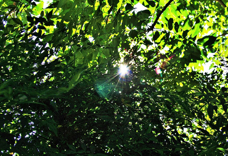 green foliage, leaves, dense, tree, light, bright, sun, sunlight HD wallpaper