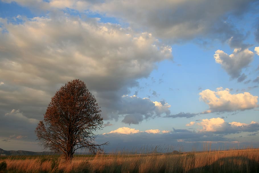 tree, veld, grass, yellow ochre, sky, white clouds, landscape, HD wallpaper