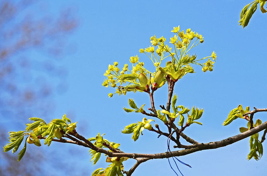 Maple, Flowers, Branch, Foliation, spring, yellow green, tree, HD wallpaper