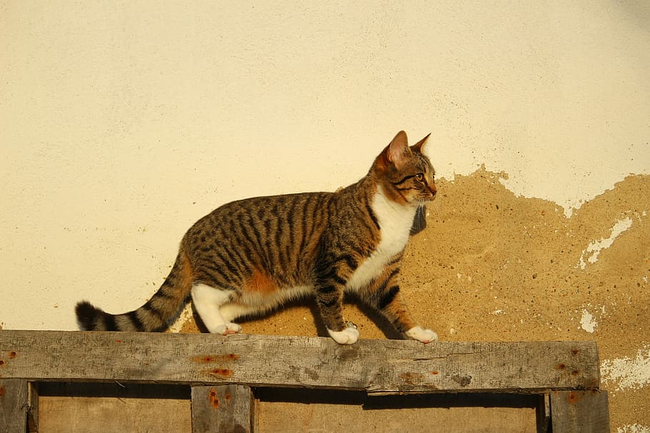 Cat, Wall, Plaster, Mackerel, mieze, domestic cat, adidas, one animal HD wallpaper