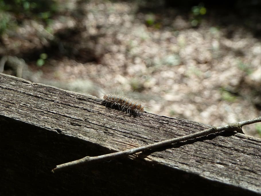 caterpillar, farm, bugs, insect, wildlife, small, entomology HD wallpaper