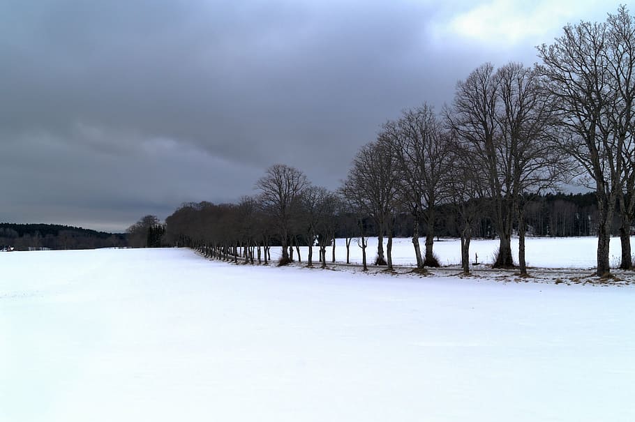 avenue, tree, snow, winter, darkness, line, gray, road, dark sky HD wallpaper