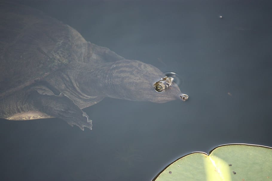 softshell turtle, breaching, eyes, reptile, water, nature, lake HD wallpaper