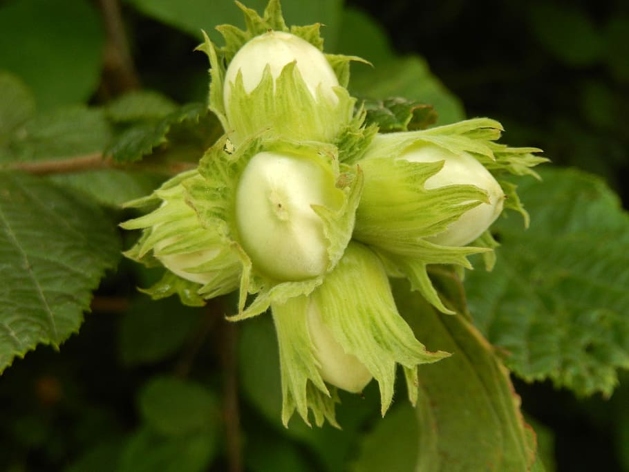 Hazelnuts, Fall, Nature, green color, vegetable, leaf, growth HD wallpaper