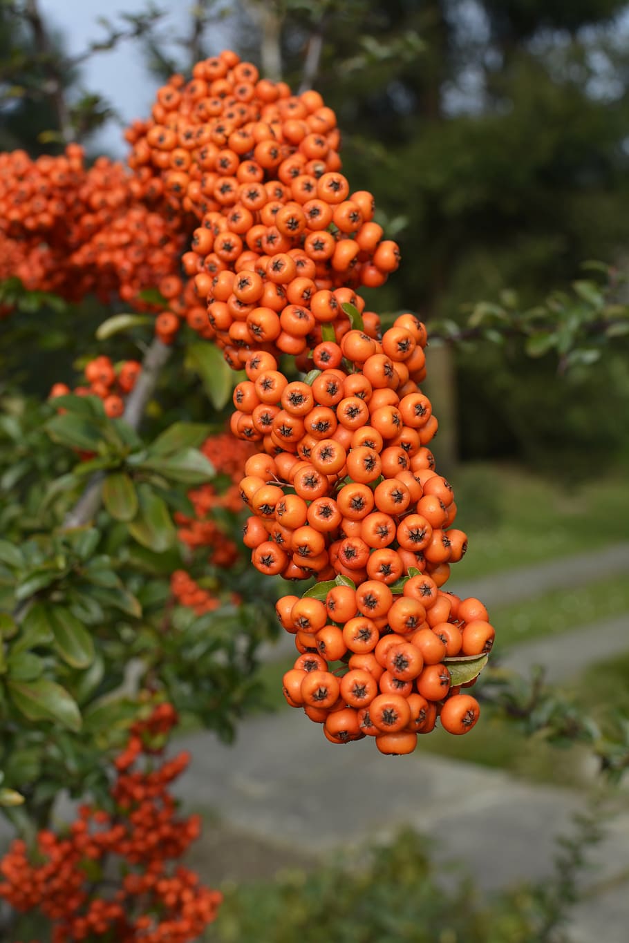berries, fruit, orange, tree, autumn, rowan, orange color, healthy eating HD wallpaper