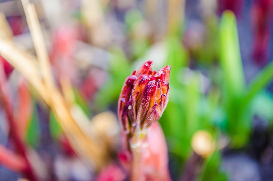 gladioli, flower, gladiolus, purple, red, macro, bokeh, close-up, HD wallpaper