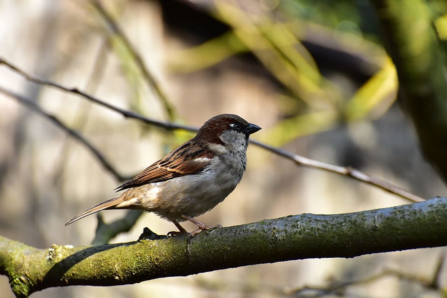house sparrow, bird, sperling, animal, nature, songbird, close, HD wallpaper