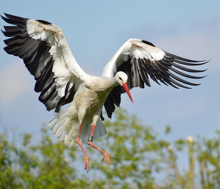 white and black crane bird, stork, fly, elegant, feather, plumage HD wallpaper