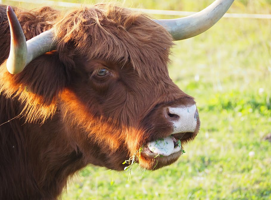 beef, highland beef, scottish hochlandrind, shaggy, cow, horns, HD wallpaper