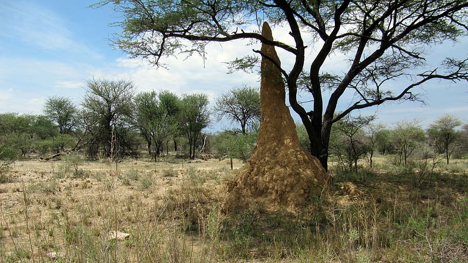 termites, termite hill, construction, wilderness, nature, animal world HD wallpaper