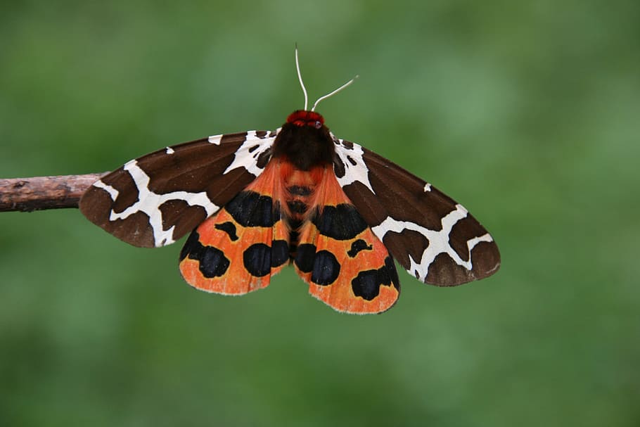 Butterfly, Nature, Macro, insect, one animal, animal themes HD wallpaper
