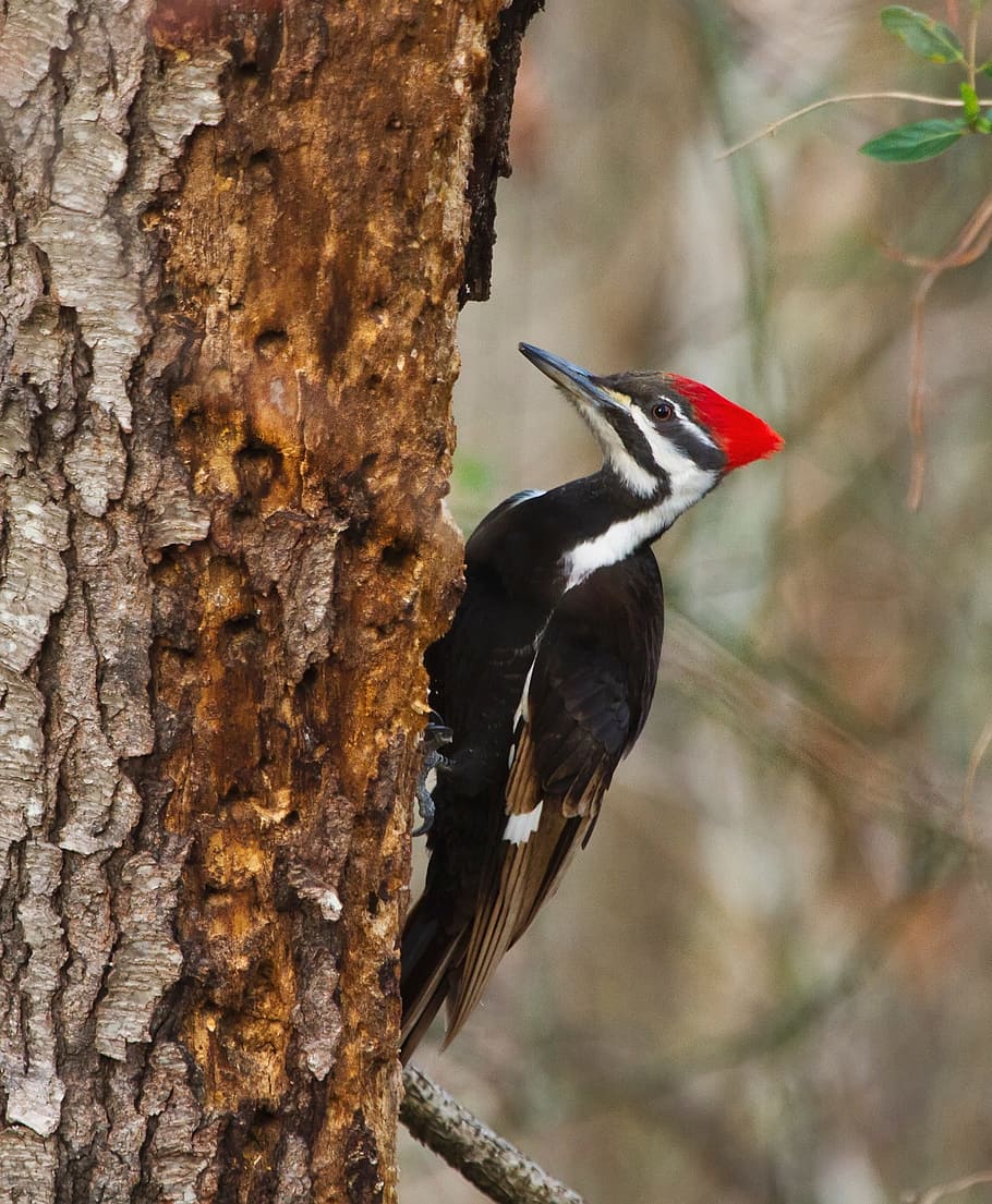 close-up photography of red-pileated woodpecker, bird, wildlife, HD wallpaper