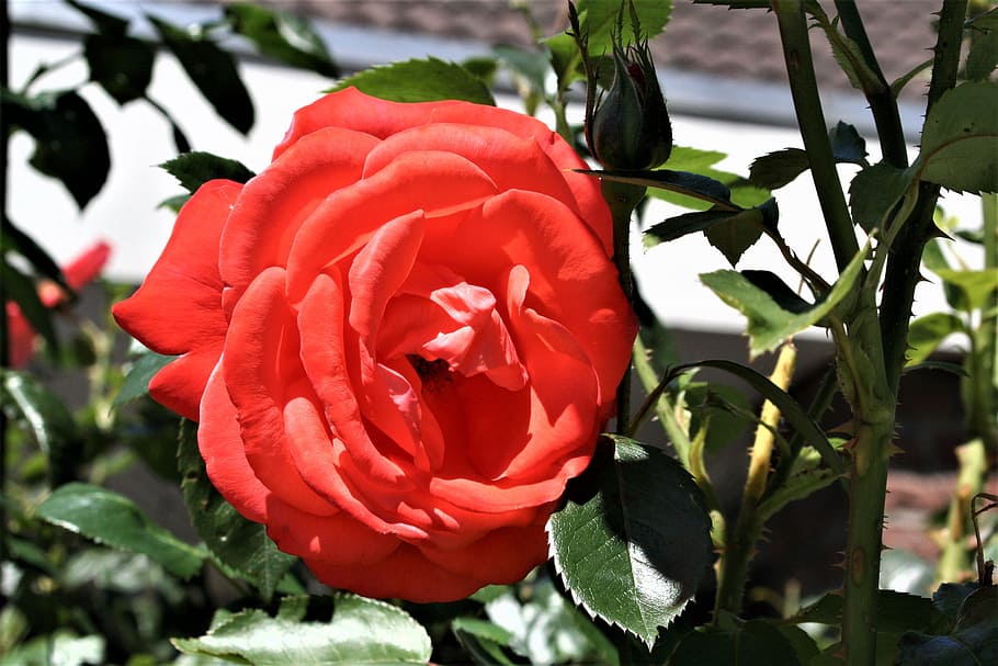 rose, red, flower, red rose, floral, blossom, petal, flowering plant HD wallpaper