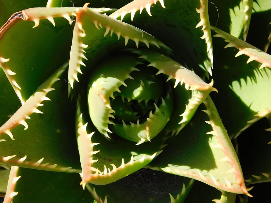 cactae, cactus, plant, desert, nature, green, thorn, spiky HD wallpaper