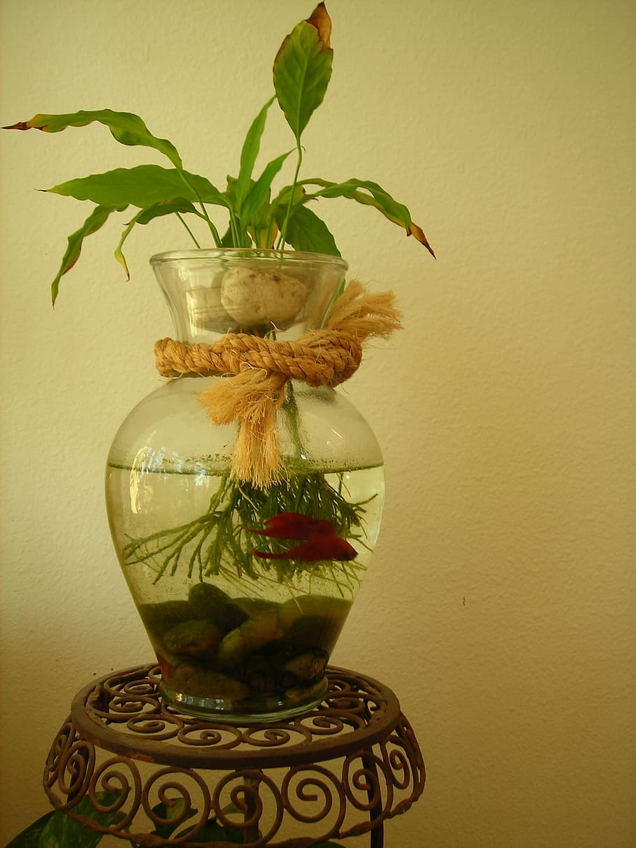 betta fish, aquatic, tropical, red, water, swimming, thai, splendens HD wallpaper