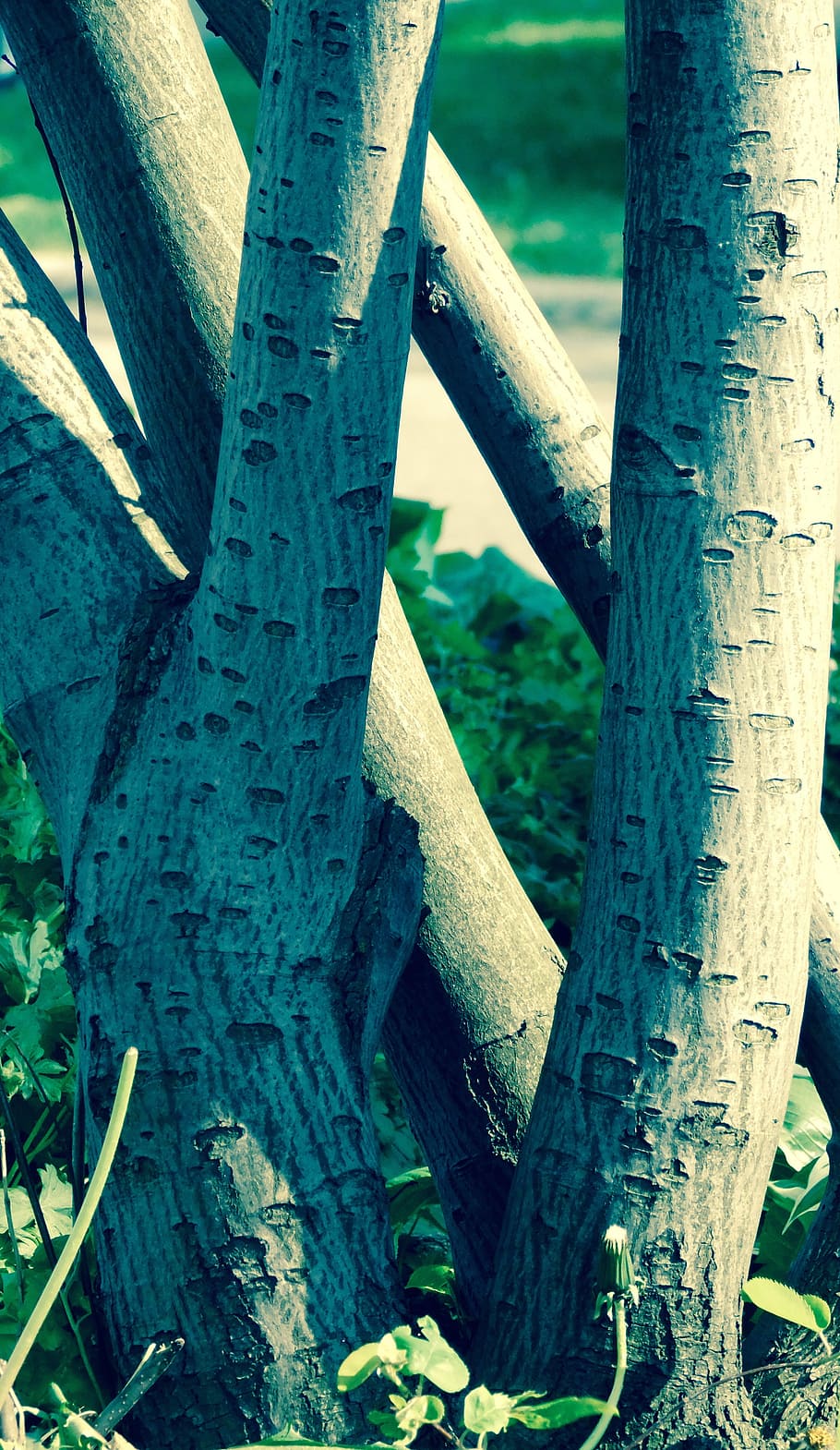nature, stump, tree, day, no people, close-up, wood - material HD wallpaper