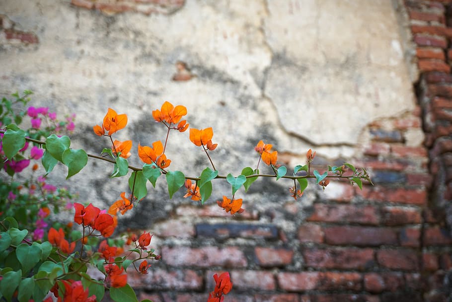 flower, wall, brick, texture, old, antique, leaf, nature, wall - Building Feature HD wallpaper