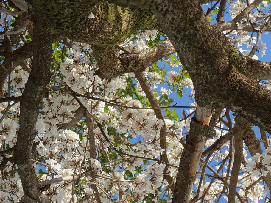 flowers, ipê, nature, spring, tree, plant, branch, low angle view HD wallpaper