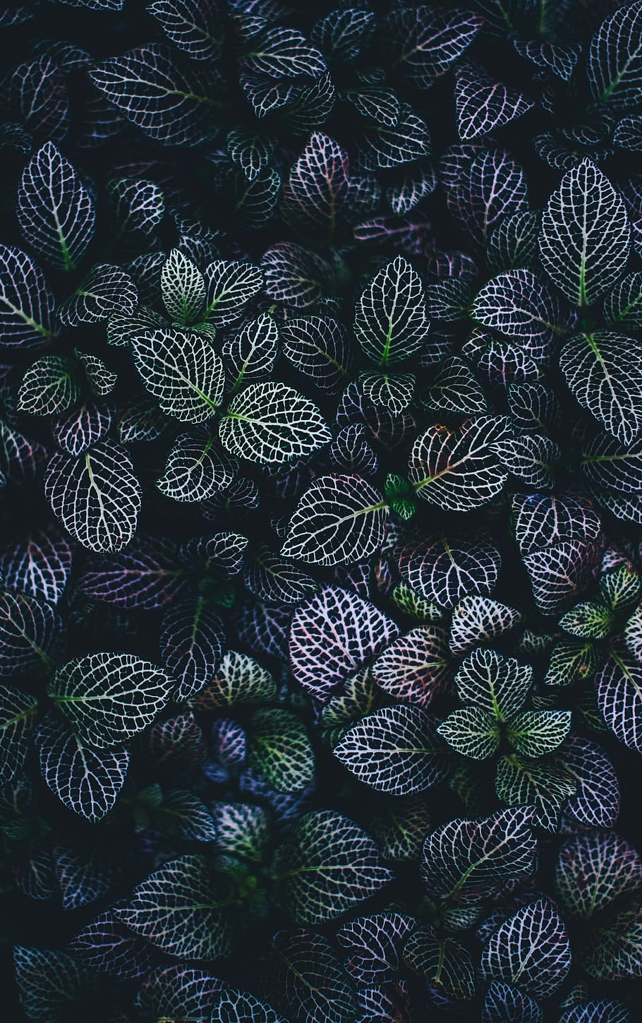 close up photo of purple and green leafed plants, nature, pattern