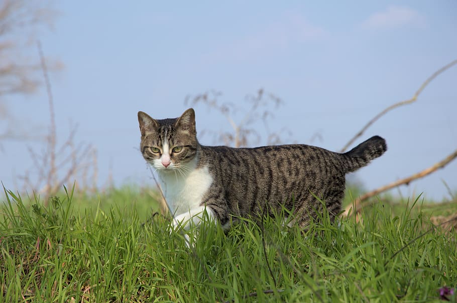 cat, nature, one animal, animal themes, mammal, grass, domestic HD wallpaper