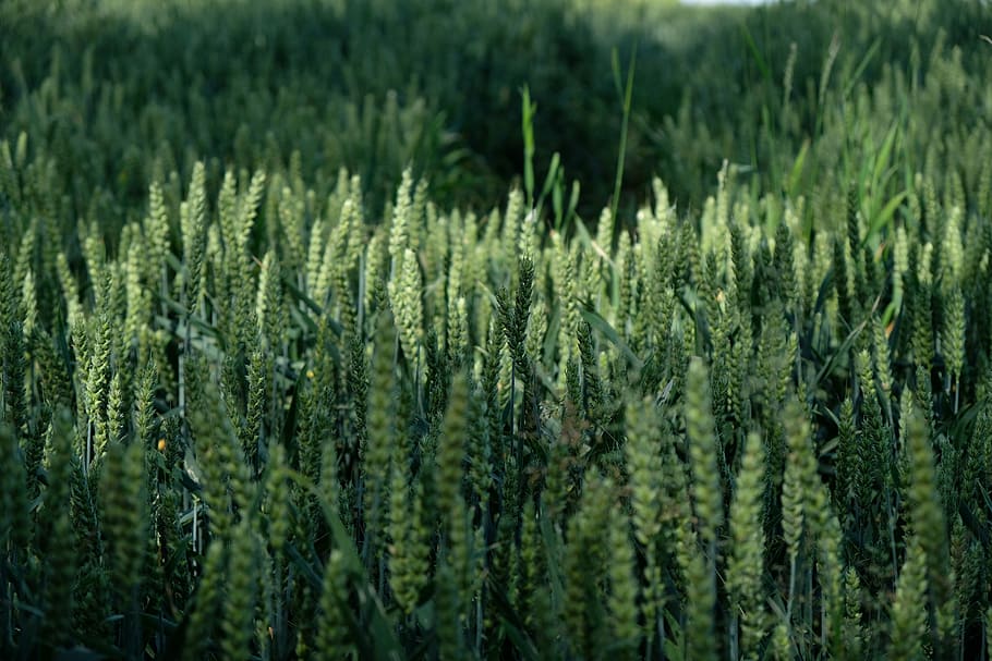selective focus photography of amorseko grass, scenery of plain field HD wallpaper