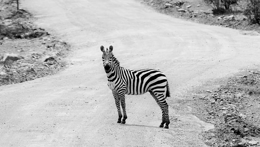 zebra standing on road during daytime, zebra in road at daytime HD wallpaper