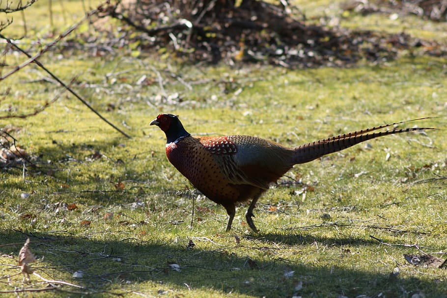 pheasant, bird, game, animal themes, one animal, vertebrate HD wallpaper