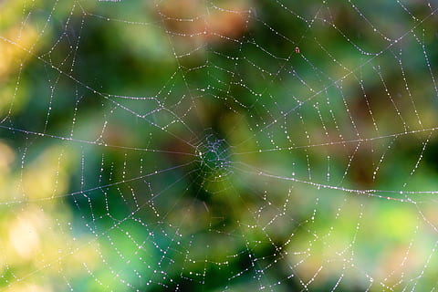 network, spider, cobweb, rain, drip, nature, spider web, close-up HD wallpaper
