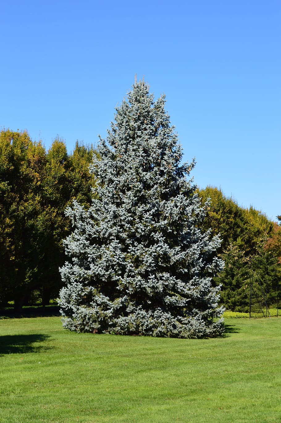 Spruce, Tree, Blue Spruce, Conifer, coniferous, evergreen, foliage HD wallpaper
