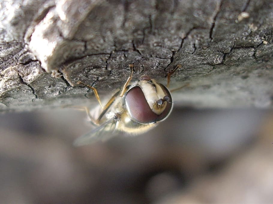 insect, nature, macro, one animal, animal wildlife, close-up HD wallpaper
