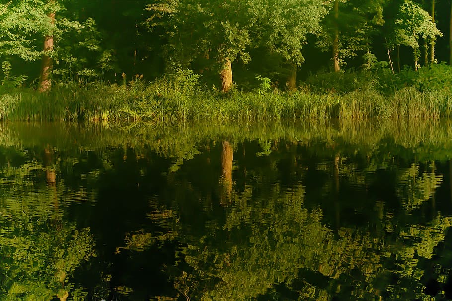 reflection, tree, water, flora, nature, lake, waters, green HD wallpaper