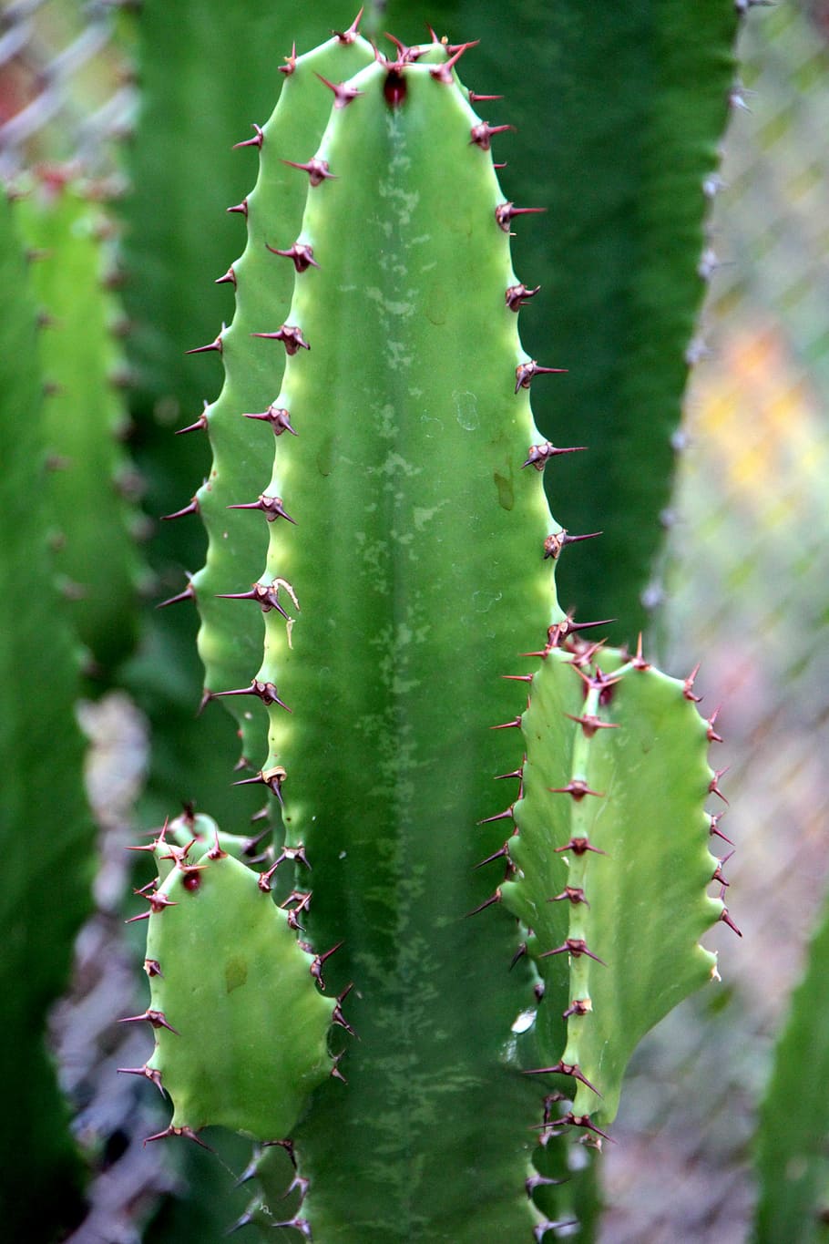 cactaceae, cactus, container, flowers, garden, potting, plants HD wallpaper