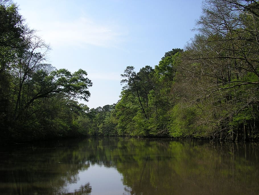 calcasieu river, water, trees, nature, calm, plant, reflection HD wallpaper