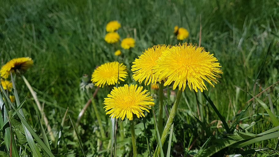 dandelion, meadow, plant, flower, yellow, flowering plant, freshness HD wallpaper