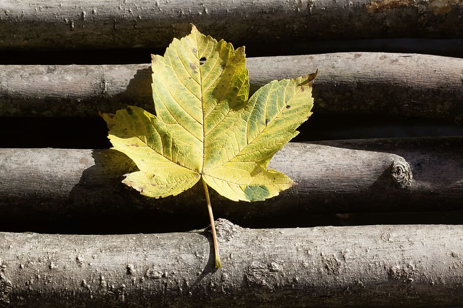 autumn, leaf, maple, nature, yellow, green, web, boardwalk HD wallpaper