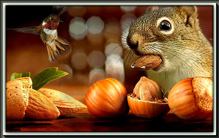 squirrel eating hazelnut and almond facing hummingbird, the squirrel HD wallpaper
