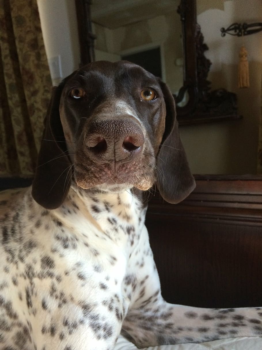 dog, pointer, nose, german pointer, pets, animal, cute, indoors HD wallpaper