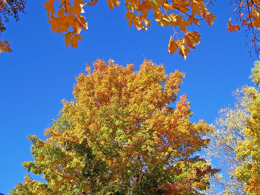 Autumn, Fall, Trees, Leaves, Blue, Sky, maple, change, nature HD wallpaper