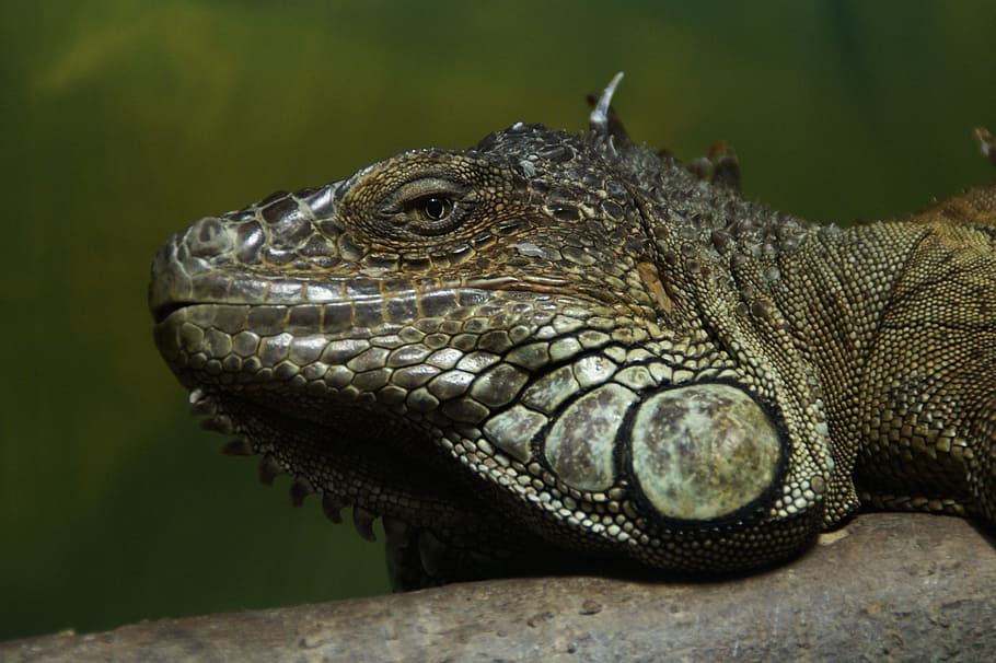 Iguana, Dragon, Reptile, Lizard, Scaly, zoo, head, animal, nature HD wallpaper