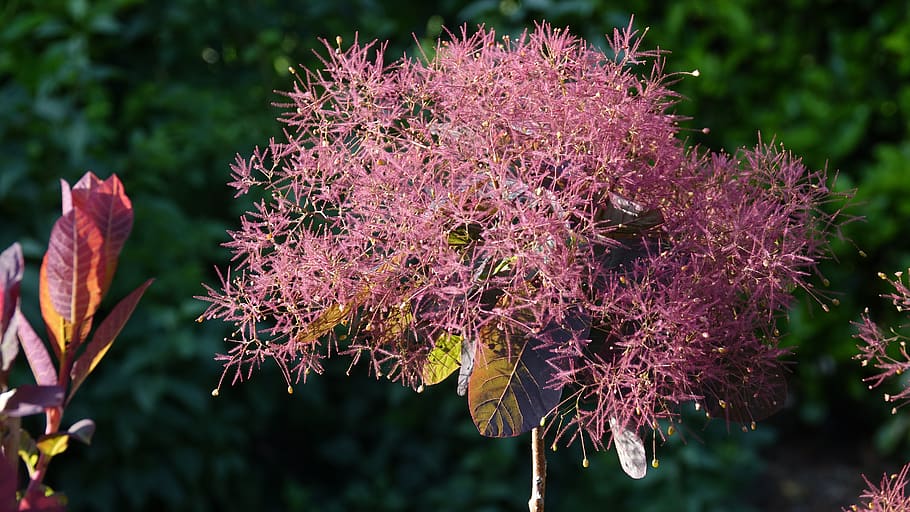 cotinus dummeri grace, tree wigs, garden, shrub, plant, flower HD wallpaper