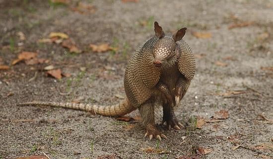 brown armadillo animal, portrait, standing, looking, wildlife HD wallpaper