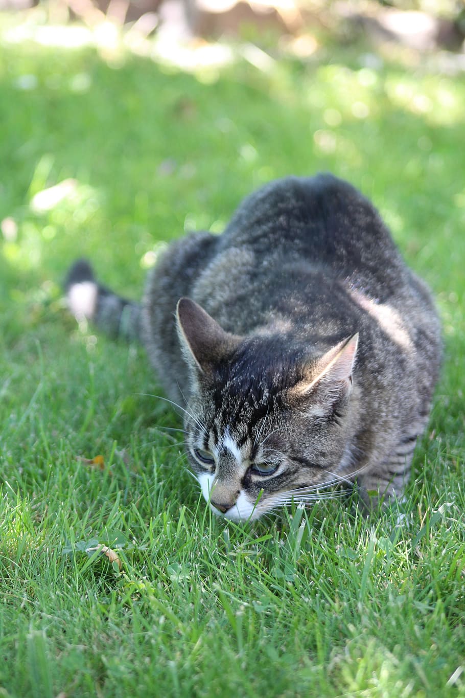 cat, grey, lurking, mackerel, pet, grey fur, gray cat, curious HD wallpaper
