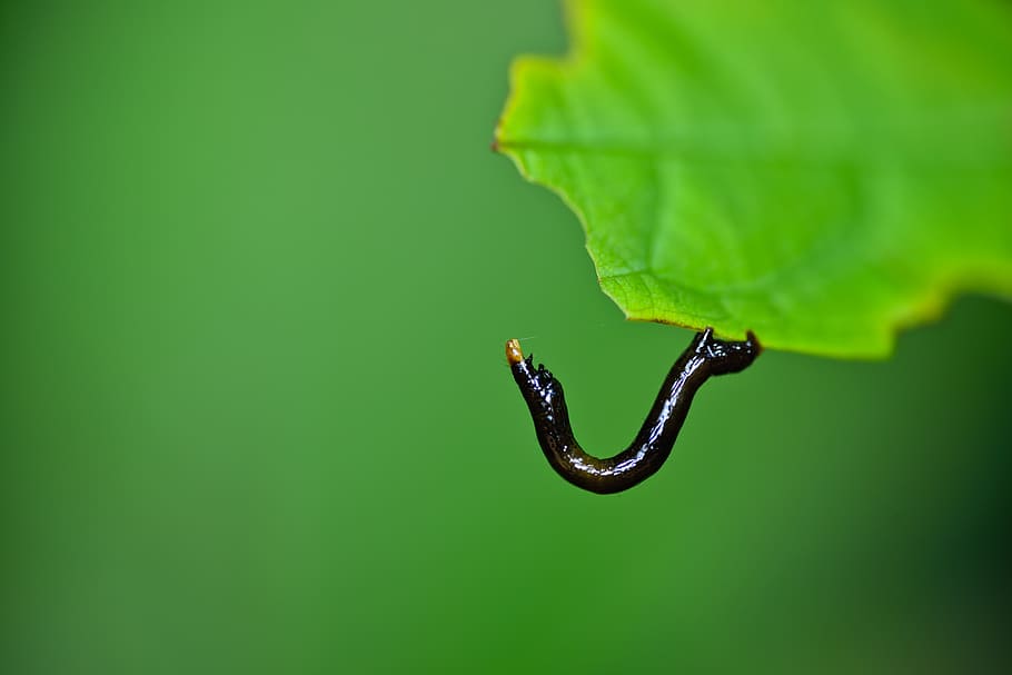 caterpillar, macro, insects, green, green color, animal themes HD wallpaper