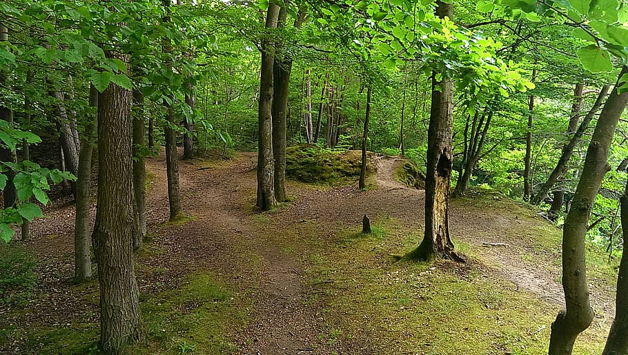 Forest, Away, Tree, Hiking, Trail, nature, forest path, promenade HD wallpaper
