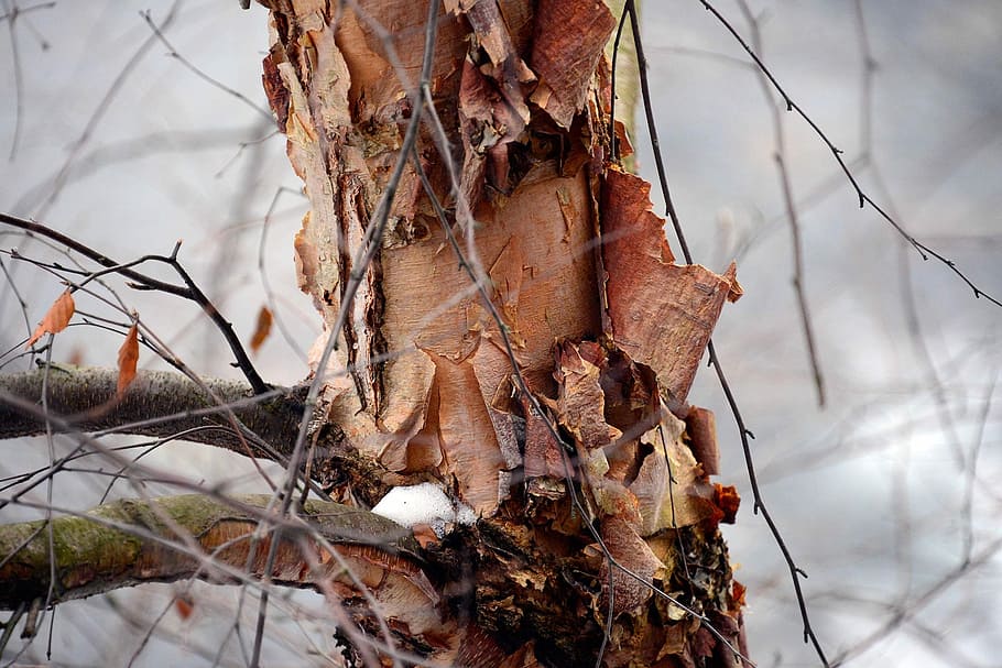Tree, Snow, Branch, Winter, Cold, Ice, nature, woods, outdoor HD wallpaper